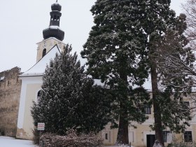 Mammutbäume beim Schloss Gloggnitz, © Stadtgemeinde Gloggnitz