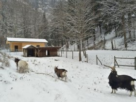 Ziegengehege im Naturpark Falkenstein, © Marktgemeinde Schwarzau