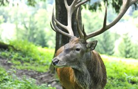 Wildgehege im Naturpark in Schwarzau im Gebirge